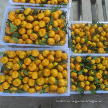 Fresco y dulce de mandarina de bebé